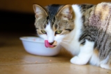 10 Best Cat Snacks
