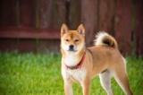 10 Best Raw Dog Food Brands for Akitas