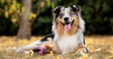 10 Best Raw Dog Food Brands for Australian Shepherds