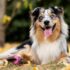 10 Best Raw Dog Food Brands for St. Bernards