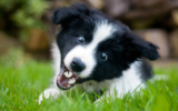 10 Best Raw Dog Food Brands for Border Collies