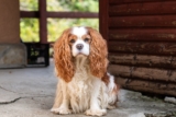 10 Best Raw Dog Food Brands for Cavaliers
