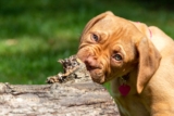 10 Best Raw Dog Food Brands for Dogue De Bordeaux