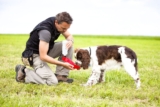 10 Best Raw Dog Food Brands for English Springer Spaniels