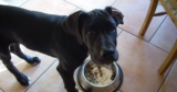 10 Best Raw Dog Food Brands for Great Danes