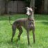 10 Best Raw Dog Food Brands for Great Danes