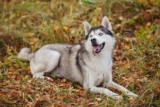 10 Best Raw Dog Food Brands for Huskies