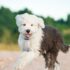 10 Best Raw Dog Food Brands for Poodles
