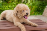 10 Best Raw Dog Food Brands for Poodles