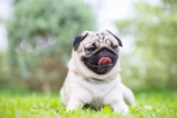 10 Best Raw Dog Food Brands for Pugs