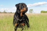 10 Best Raw Dog Food Brands for Rottweilers