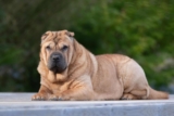 10 Best Raw Dog Food Brands for Shar Peis