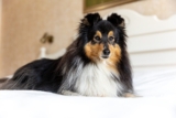 10 Best Raw Dog Food Brands for Shelties