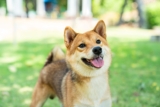 10 Best Raw Dog Food Brands for Shiba Inus