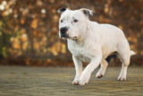 10 Best Raw Dog Food Brands for Staffordshire Bull Terriers