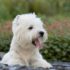 10 Best Raw Dog Food Brands for Old English Sheepdogs