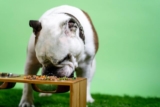 10 Best Subscription & Delivery Dog Foods [2026]