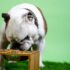 Oneisall: Smarter Grooming and Cleaner Air for Life With Dogs