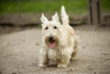 10 Dog Breeds Similar to Schnauzers in 2026 (Ranked by Personality and Build)