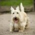 15 Small Dog Breeds That Don’t Shed (2026 Guide)