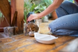 10 Ingredients You NEVER Want To See In Your Dog’s Food