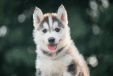 11 Beautiful Dog Breeds That Could Make A Career Out Of Posing