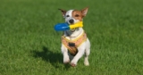 11 Best Blue and Yellow Dog Toys & Gear That Stand Out to Dogs