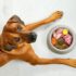 7 Best Dog Foods for Urinary Tract Health – 2026