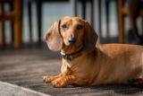11 Best Raw Dog Food Brands for Dachshunds