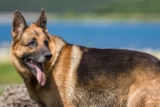 11 Best Raw Dog Food Brands for German Shepherds