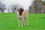 11 Best Raw Dog Food Brands for Mastiffs