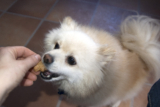 11 Best Raw Dog Food Brands for Pomeranians