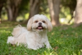 11 Best Raw Dog Food Brands for Shih Tzus