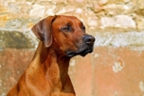 11 Best Rhodesian Ridgeback Immunity Supplements
