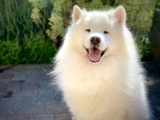 11 Best Samoyed Immunity Supplements