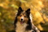 11 Best Sheltie Immunity Supplements