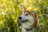 11 Best Shiba Inu Immunity Supplements