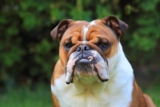 11 Dog Breeds That Could Win Gold For Stubbornness