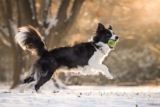 11 Fast Dog Breeds That Can Outrun The Wind