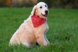 11 Polite Dog Breeds Known For Gentle Manners