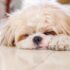 7 Tips to Take Care of Your Dog – Petsworld