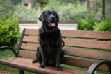 11 Social Dog Breeds That Want To Meet Everyone At The Park