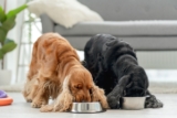 12 Things To Sneak Into Your Dog’s Food To Boost Their Health