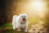 13 Best Probiotics For Havanese (+1 to Avoid)