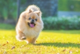 13 Best Probiotics For Pekingese (+1 to Avoid)