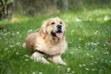 13 Best Probiotics for Golden Retrievers (+1 to Avoid)