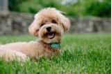 13 Best Probiotics for Poodles (+1 to Avoid)