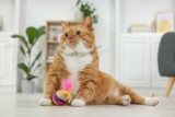 13 Clues Your Cat Has a Very Unique Personality