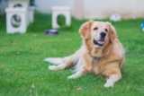 13 Dog Breeds Built For Big Backyard Living