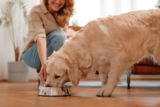 13 Dog Breeds That Never Miss A Mealtime Moment